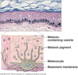 anatomi kulit pigmentasi